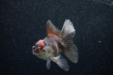 Juvenile Thai Oranda  Tricolor 4 Inch (ID#1129To13b-86) Free2Day SHIPPING