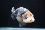Jumbo Ranchu  Tancho Kirin 6 Inch (ID#404R6a-123)