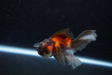 Juvenile Thai Oranda  Tricolor 3.5 Inch (ID#1129To13b-87) Free2Day SHIPPING