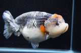 Jumbo Ranchu  Tancho Kirin 6 Inch (ID#404R6a-123)