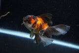 Juvenile Thai Oranda  Tricolor 3.5 Inch (ID#1129To13b-87) Free2Day SHIPPING