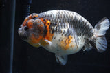 Jumbo Ranchu  Kirin 5.5 Inch (ID#408R6a-121)