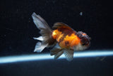 Juvenile Thai Oranda  Tricolor 3.5 Inch (ID#1129To13b-87) Free2Day SHIPPING