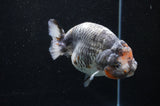 Jumbo Ranchu  Kirin 5.5 Inch (ID#408R6a-121)