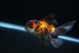 Juvenile Thai Oranda  Tricolor 3.5 Inch (ID#1129To13b-87) Free2Day SHIPPING