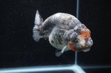 Jumbo Ranchu  Kirin 5.5 Inch (ID#408R6a-121)