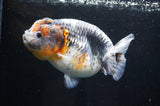 Jumbo Ranchu  Kirin 5.5 Inch (ID#408R6a-121)