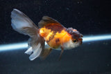 Juvenile Thai Oranda  Tricolor 3.5 Inch (ID#1129To13b-87) Free2Day SHIPPING