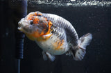 Jumbo Ranchu  Kirin 5.5 Inch (ID#408R6a-121)
