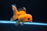 Juvenile Thai Oranda  Red 3.5 Inch (ID#1129To13b-88) Free2Day SHIPPING