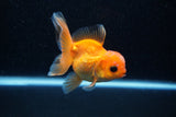 Juvenile Thai Oranda  Red 3.5 Inch (ID#1129To13b-88) Free2Day SHIPPING