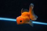 Juvenile Thai Oranda  Red 3.5 Inch (ID#1129To13b-88) Free2Day SHIPPING