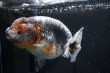 Jumbo Ranchu  Kirin 5.5 Inch (ID#408R6a-121)