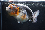 Jumbo Ranchu  Kirin 5.5 Inch (ID#408R6a-121)