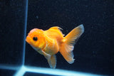 Juvenile Thai Oranda  Red 3.5 Inch (ID#1129To13b-88) Free2Day SHIPPING