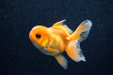 Juvenile Thai Oranda  Red 3.5 Inch (ID#1129To13b-88) Free2Day SHIPPING