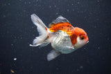 Juvenile Thai Oranda  Tricolor 3.5 Inch (ID#1101To13b-70) Free2Day SHIPPING