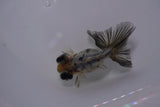 Butterfly  Calico 3 Inch (ID#1217B8b-46) Free2Day SHIPPING