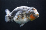 Jumbo Ranchu  Kirin 5.5 Inch (ID#408R6a-121)