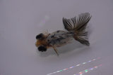 Butterfly  Calico 3 Inch (ID#1217B8b-46) Free2Day SHIPPING