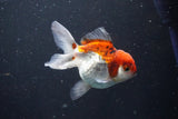 Juvenile Thai Oranda  Tricolor 3.5 Inch (ID#1101To13b-70) Free2Day SHIPPING