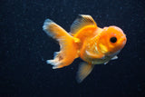 Juvenile Thai Oranda  Red 3.5 Inch (ID#1129To13b-88) Free2Day SHIPPING