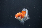 Juvenile Thai Oranda  Tricolor 3.5 Inch (ID#1101To13b-70) Free2Day SHIPPING