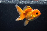 Juvenile Thai Oranda  Red 3.5 Inch (ID#1129To13b-88) Free2Day SHIPPING