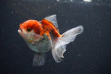 Juvenile Thai Oranda  Tricolor 3.5 Inch (ID#1101To13b-70) Free2Day SHIPPING