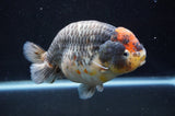 Jumbo Ranchu  Tancho Kirin 5.5 Inch (ID#408R6a-122)