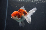 Juvenile Thai Oranda  Tricolor 3.5 Inch (ID#1101To13b-70) Free2Day SHIPPING