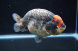 Jumbo Ranchu  Tancho Kirin 5.5 Inch (ID#408R6a-122)