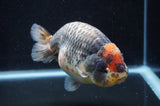 Jumbo Ranchu  Tancho Kirin 5.5 Inch (ID#408R6a-122)