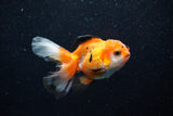 Juvenile Thai Oranda  Tricolor 3.5 Inch (ID#1129To13b-89) Free2Day SHIPPING