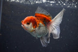 Juvenile Thai Oranda  Tricolor 3.5 Inch (ID#1101To13b-70) Free2Day SHIPPING