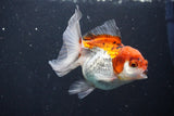 Juvenile Thai Oranda  Tricolor 3.5 Inch (ID#1101To13b-70) Free2Day SHIPPING