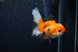 Juvenile Thai Oranda  Tricolor 3.5 Inch (ID#1129To13b-89) Free2Day SHIPPING