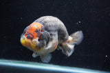 Jumbo Ranchu  Tancho Kirin 5.5 Inch (ID#408R6a-122)