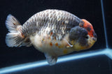 Jumbo Ranchu  Tancho Kirin 5.5 Inch (ID#408R6a-122)