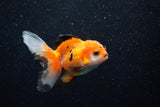 Juvenile Thai Oranda  Tricolor 3.5 Inch (ID#1129To13b-89) Free2Day SHIPPING