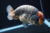 Jumbo Ranchu  Tancho Kirin 5.5 Inch (ID#408R6a-122)
