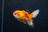 Juvenile Thai Oranda  Tricolor 3.5 Inch (ID#1129To13b-89) Free2Day SHIPPING