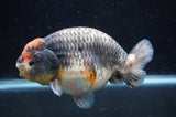 Jumbo Ranchu  Tancho Kirin 5.5 Inch (ID#408R6a-122)