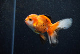 Juvenile Thai Oranda  Tricolor 3.5 Inch (ID#1129To13b-89) Free2Day SHIPPING