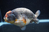 Jumbo Ranchu  Tancho Kirin 5.5 Inch (ID#408R6a-122)