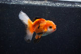 Juvenile Thai Oranda  Tricolor 3.5 Inch (ID#1129To13b-89) Free2Day SHIPPING