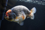 Jumbo Ranchu  Tancho Kirin 5.5 Inch (ID#408R6a-122)