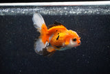 Juvenile Thai Oranda  Tricolor 3.5 Inch (ID#1129To13b-89) Free2Day SHIPPING