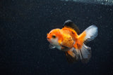 Juvenile Thai Oranda  Tricolor 3.5 Inch (ID#1129To13b-89) Free2Day SHIPPING