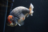 Jumbo Ranchu  Tancho Kirin 5.5 Inch (ID#408R6a-122)
